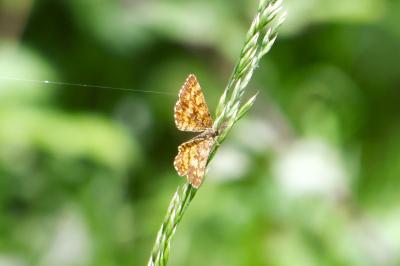 <i>Ematurga atomaria</i>