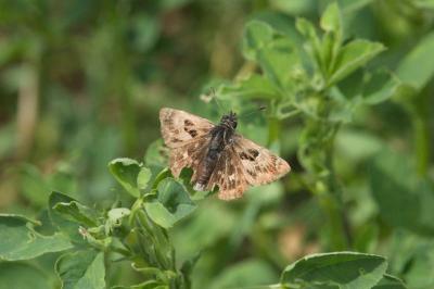 <i>Carcharodus alceae</i>