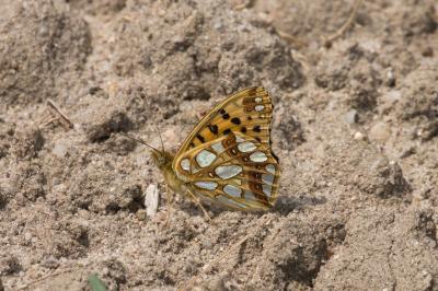<i>Issoria lathonia</i>