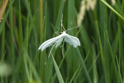 <i>Pterophorus pentadactylus</i>