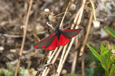 <i>Tyria jacobaeae</i>