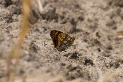 <i>Issoria lathonia</i>