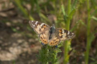 <i>Vanessa cardui</i>
