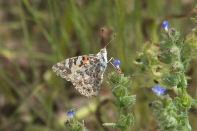 <i>Vanessa cardui</i>