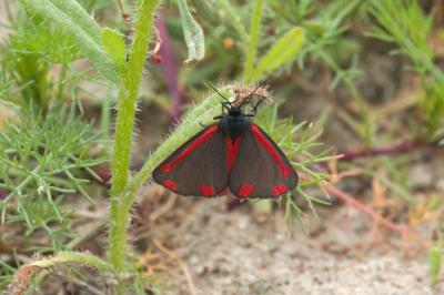 <i>Tyria jacobaeae</i>