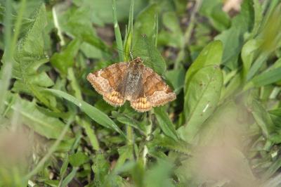 <i>Euclidia glyphica</i>
