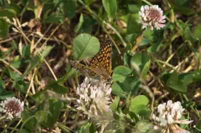 <i>Melitaea cinxia</i>
