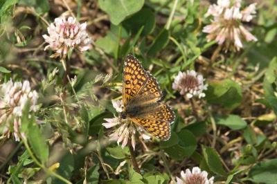 <i>Melitaea cinxia</i>
