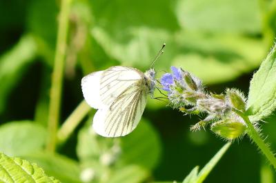 <i>Pieris napi</i>