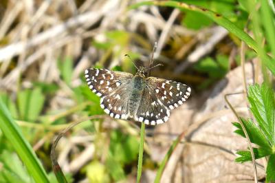 <i>Pyrgus malvae</i>