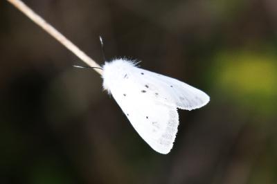 <i>Diaphora mendica</i>