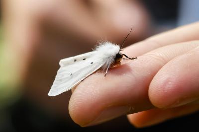 <i>Diaphora mendica</i>