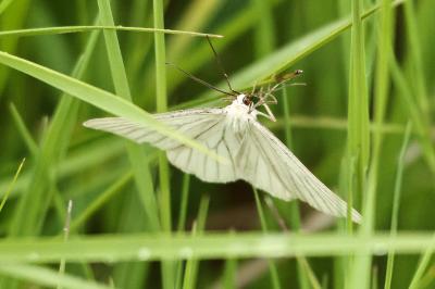 <i>Siona lineata</i>