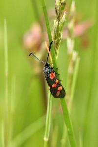 <i>Zygaena filipendulae</i>