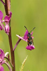 <i>Zygaena filipendulae</i>