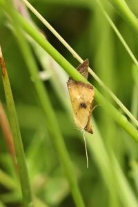 <i>Rivula sericealis</i>