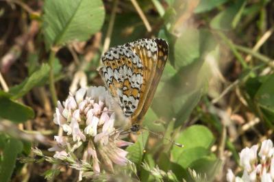 <i>Melitaea cinxia</i>