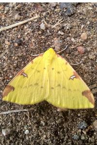 <i>Opisthograptis luteolata</i>