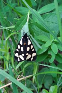 <i>Arctia villica</i>