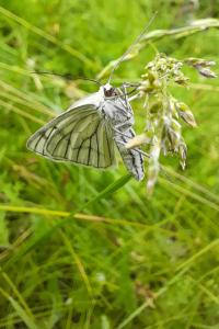 <i>Siona lineata</i>