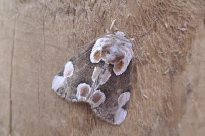 <i>Thyatira batis</i>