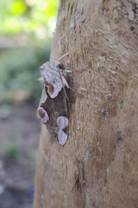 <i>Thyatira batis</i>