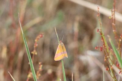 <i>Lythria cruentaria</i>