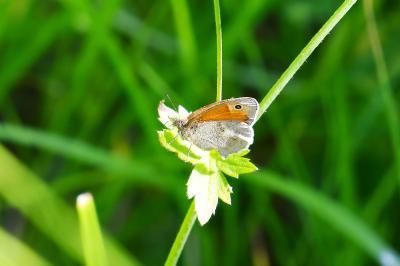 <i>Coenonympha pamphilus</i>
