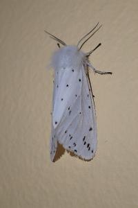 <i>Spilosoma lubricipeda</i>