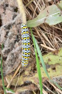 <i>Cucullia verbasci</i>
