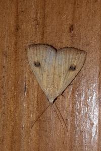 <i>Rivula sericealis</i>