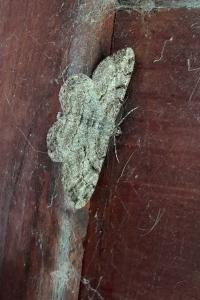 <i>Peribatodes rhomboidaria</i>