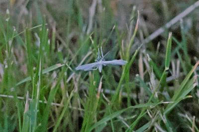 <i>Pterophorus pentadactylus</i>