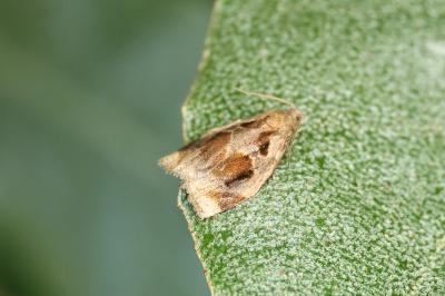 <i>Archips crataegana</i>