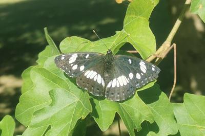 <i>Limenitis reducta</i>