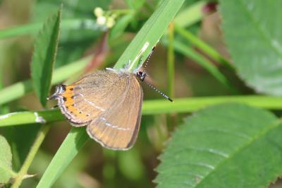 <i>Satyrium pruni</i>