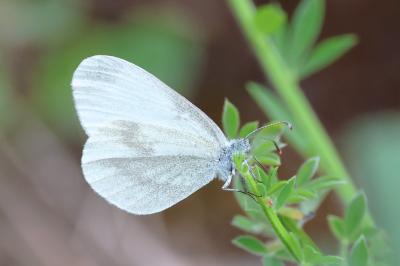 <i>Leptidea sinapis</i>