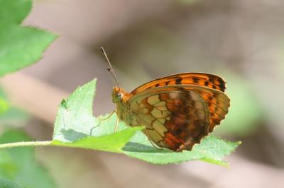 <i>Brenthis daphne</i>