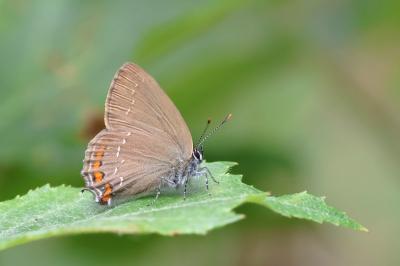 <i>Satyrium ilicis</i>