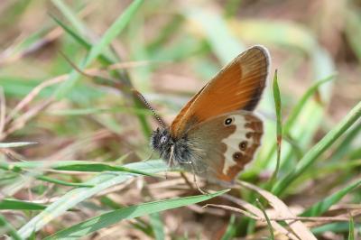 <i>Coenonympha arcania</i>