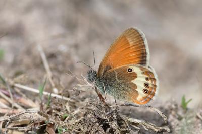 <i>Coenonympha arcania</i>