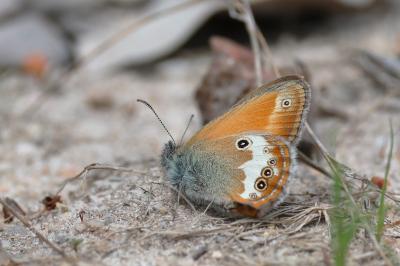 <i>Coenonympha arcania</i>