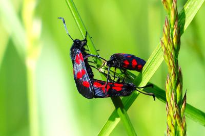 <i>Zygaena trifolii</i>