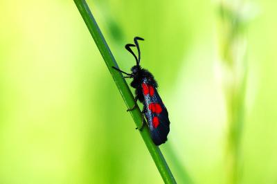 <i>Zygaena trifolii</i>