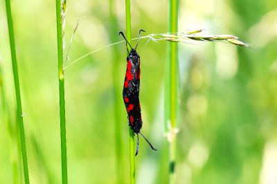 <i>Zygaena trifolii</i>