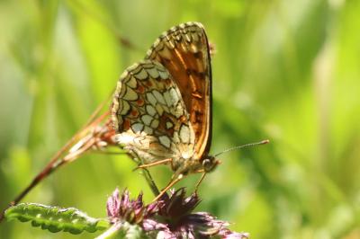 <i>Melitaea athalia</i>