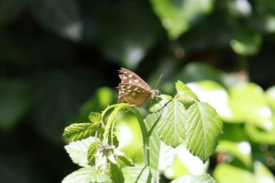 <i>Pararge aegeria</i>