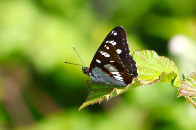 <i>Limenitis reducta</i>