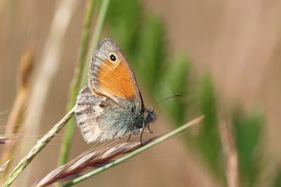 <i>Coenonympha pamphilus</i>