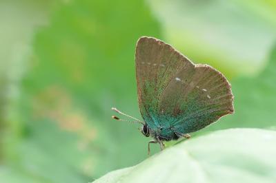 <i>Callophrys rubi</i>